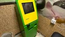 “Кулибин” нелегального игорного бизнеса: игровые автоматы в приватных кабинках